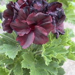 Geranium Washington Blooming Plant, In 1 Gallon Pot Pick Up Only