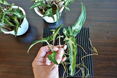 Baby Syngonium Arrowhead Plant Rooted Cuttinge