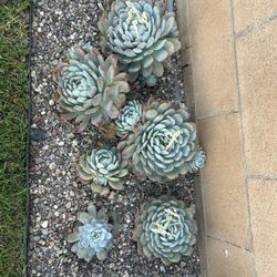 Succulent Echeveria Monroe- 10-12” Diameter 
