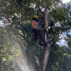 Tree Work 