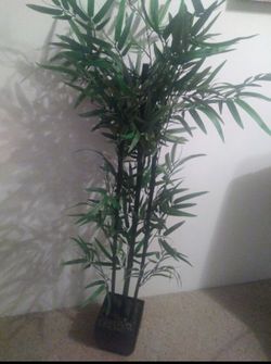 Plant
