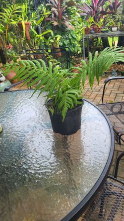 Fern.