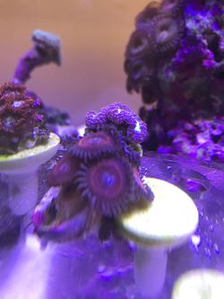 Zoa corals