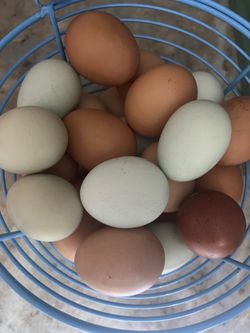 🌱Le’Petite Eggs $5