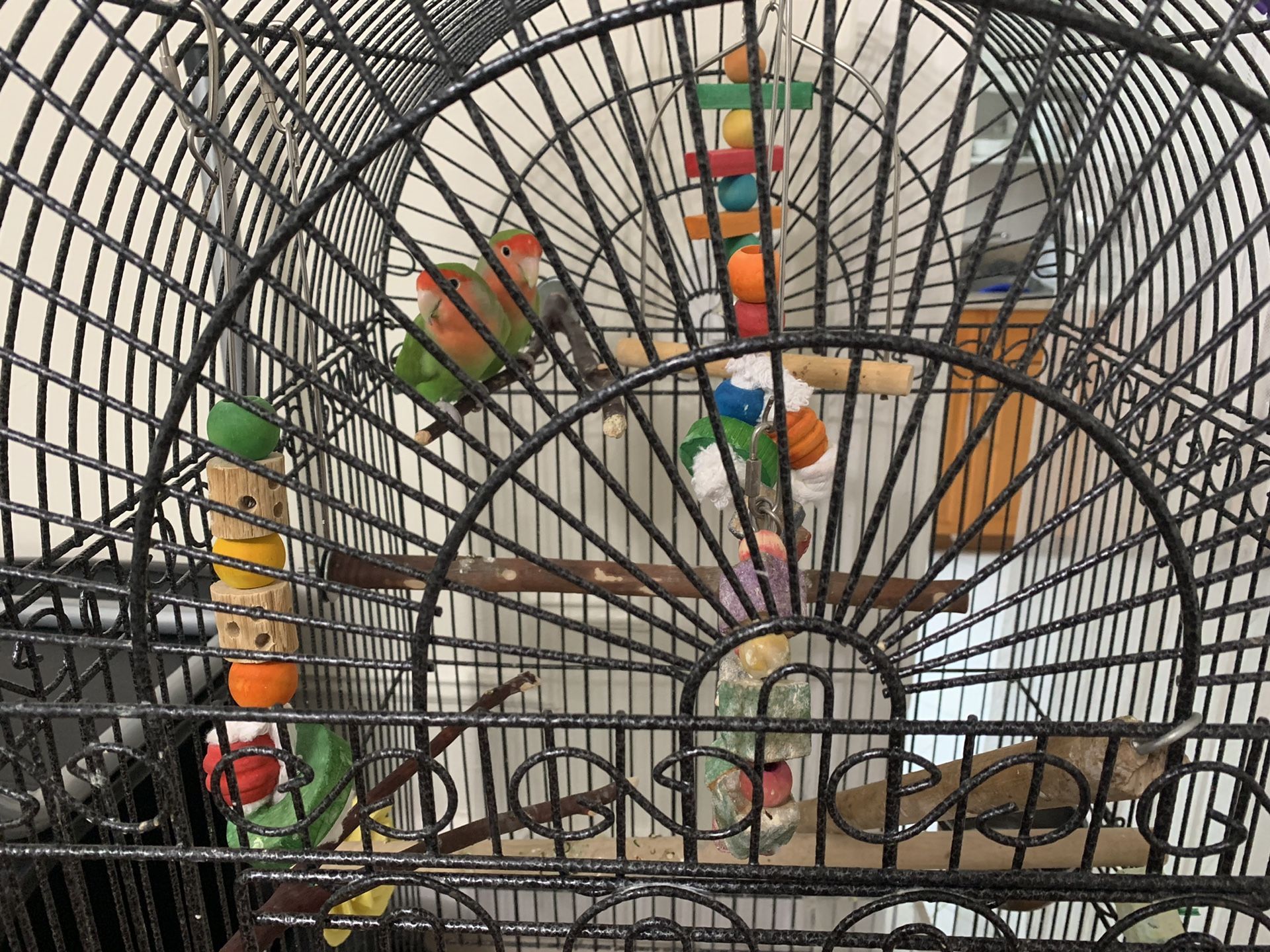 LoveBirds for sale