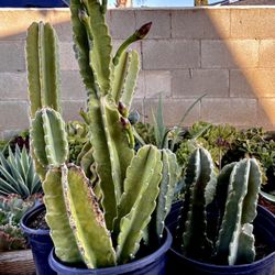 Lots of Cactus, Agave In Pots 