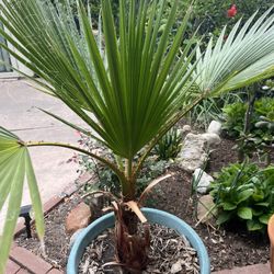  Palm Tree for Sale