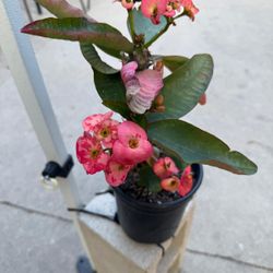 crown of thorns 6” pot 