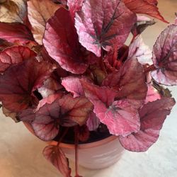 Beautiful Plant Needs Love 