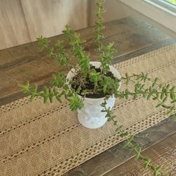  Pickle plant in milk Glass vase.