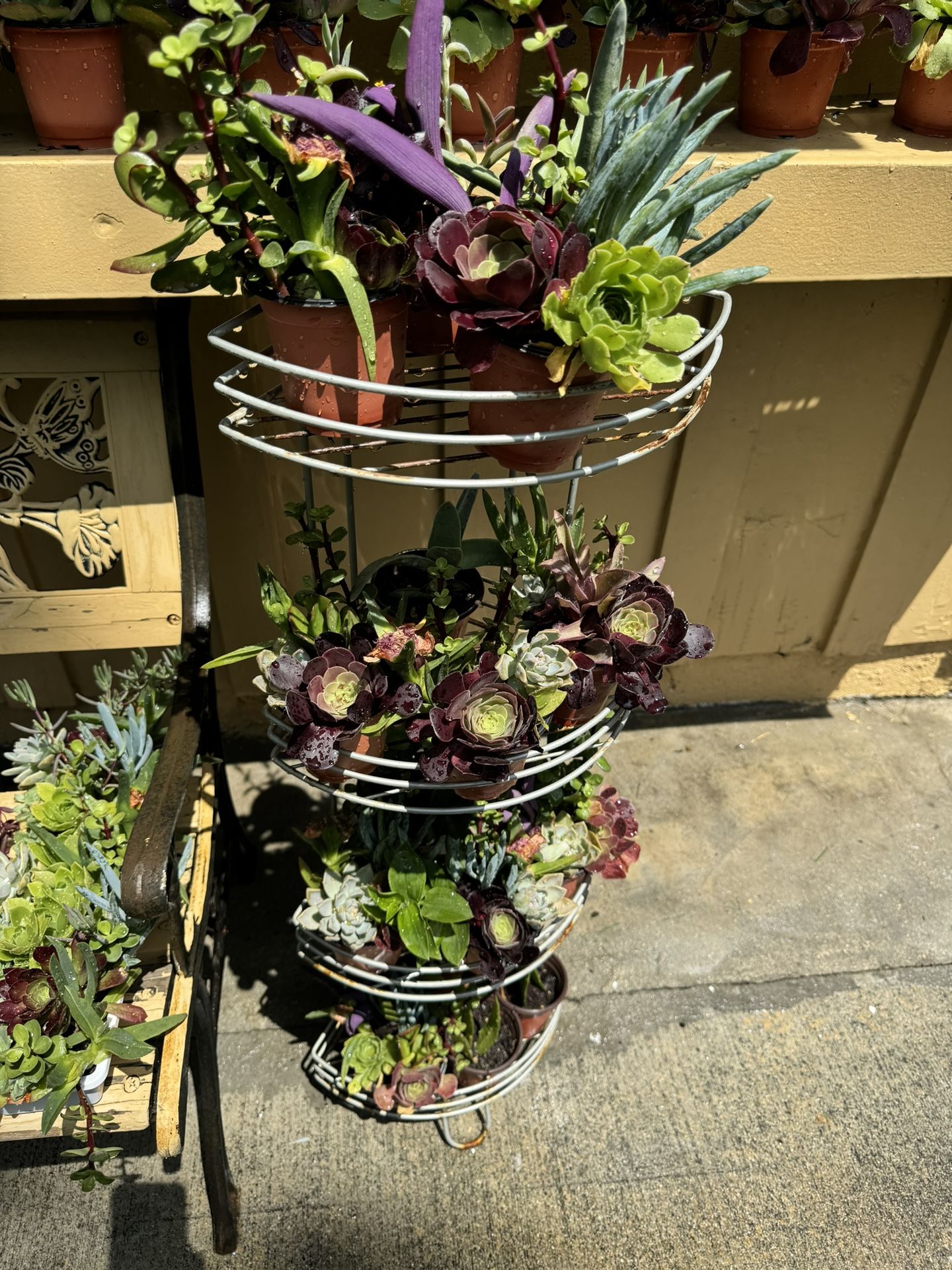Little Pot With Plants , Each Pot $2