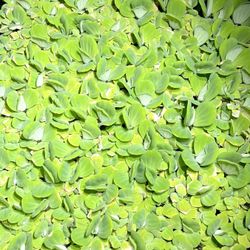 Mini Water Lettuce Water Plants