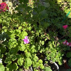 Geraniums/ geranios
