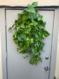 Golden Pothos Trailing House Plant 6” Hanging Pot