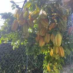 Star Fruit 