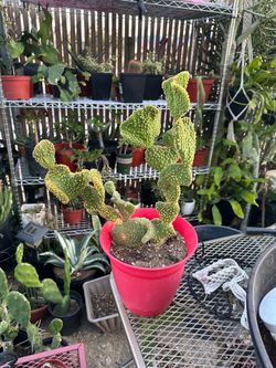 Cactus crestado
