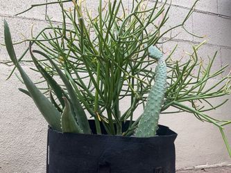 Lot Garden items