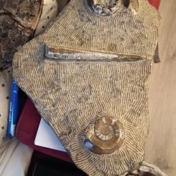 And Then I Woke Up 350 Million Years Old Fossil Ammonite It's Called Very Interesting Piece