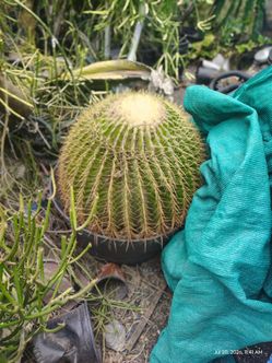 Golden barrel cactus plant