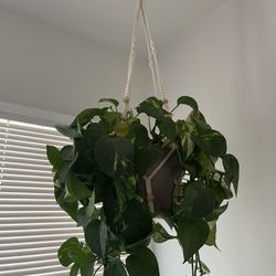 Plants