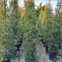 Eugenia Privacy Hedge