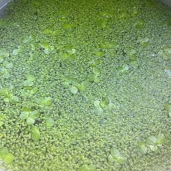 duckweed $2