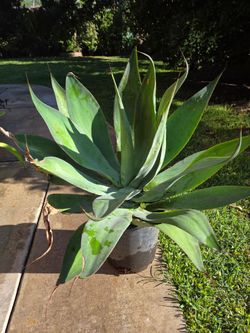 Foxtail Agave Plants