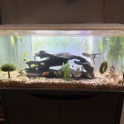 Fluval 32g aquarium