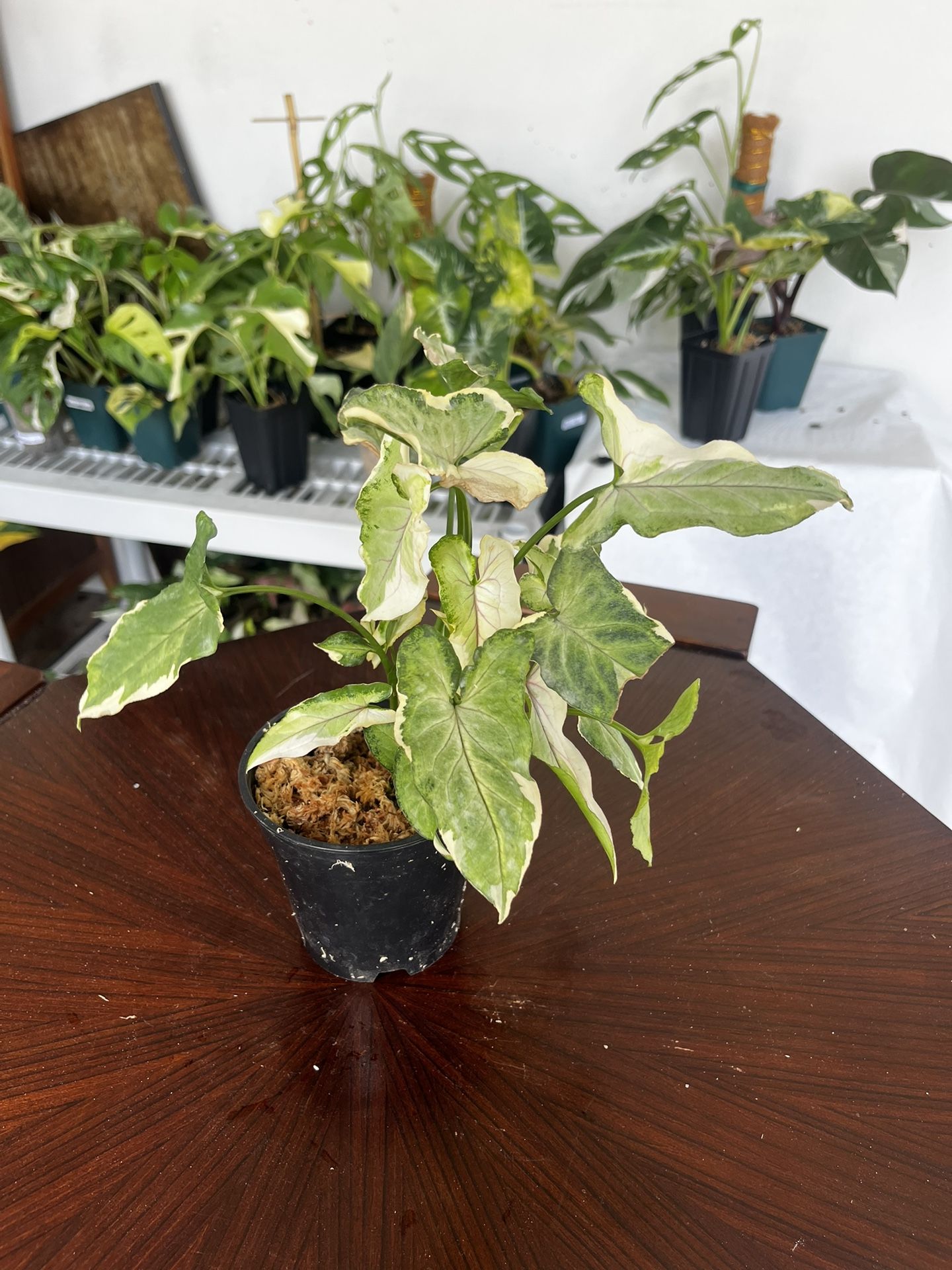 Syngonium White Princes