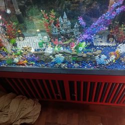Fish Tank 