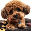 Teddy 