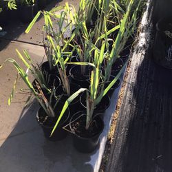 Lemongrass Plants 1gallon