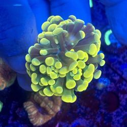 Gold Hammer Display Decor