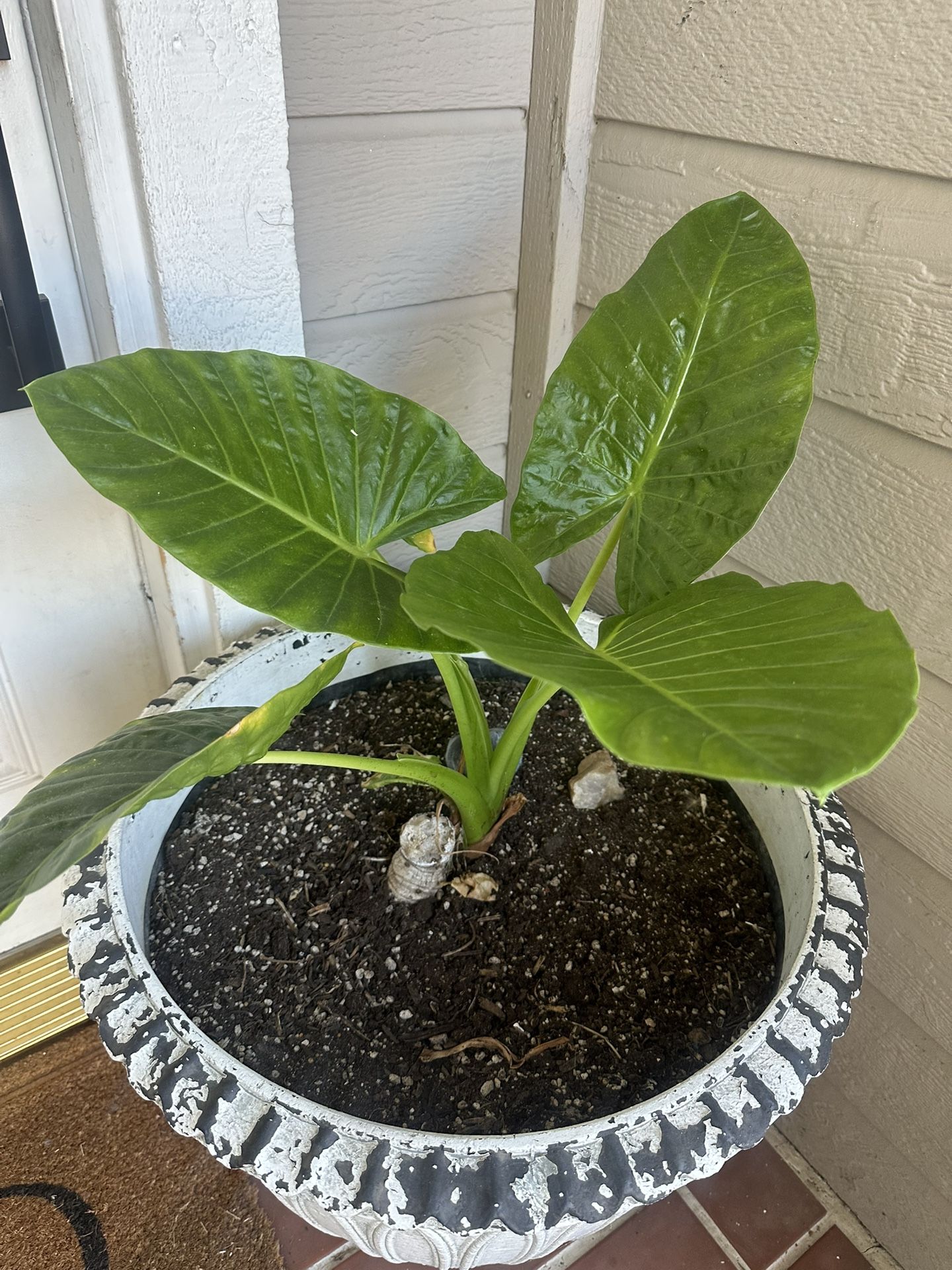 Elephant Ear Plant