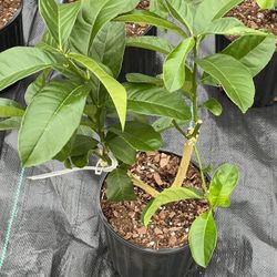 Buddhas hand citron In 1 Gal Pot 