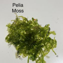 Aquarium Pelia Moss For Sale
