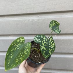 4” alocasia hilo beauty