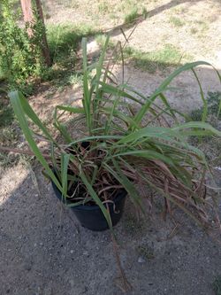 Te de Limon planta grande $15
