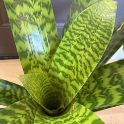 Vriesea hieroglyphica Bromeliad Plant