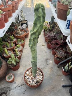 Totem cacti