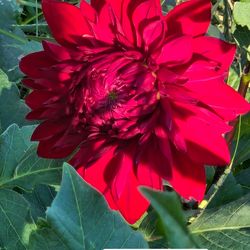 Dahlia Plants Dinnerplate Manhattan $5 each