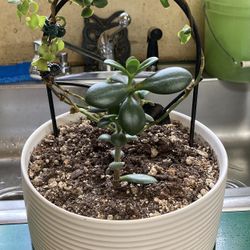 Double Jade
