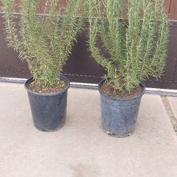 Rosemary Plants 