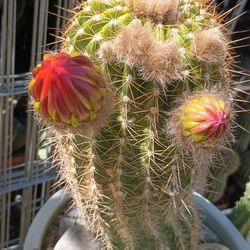 Cactus Plant 🌵