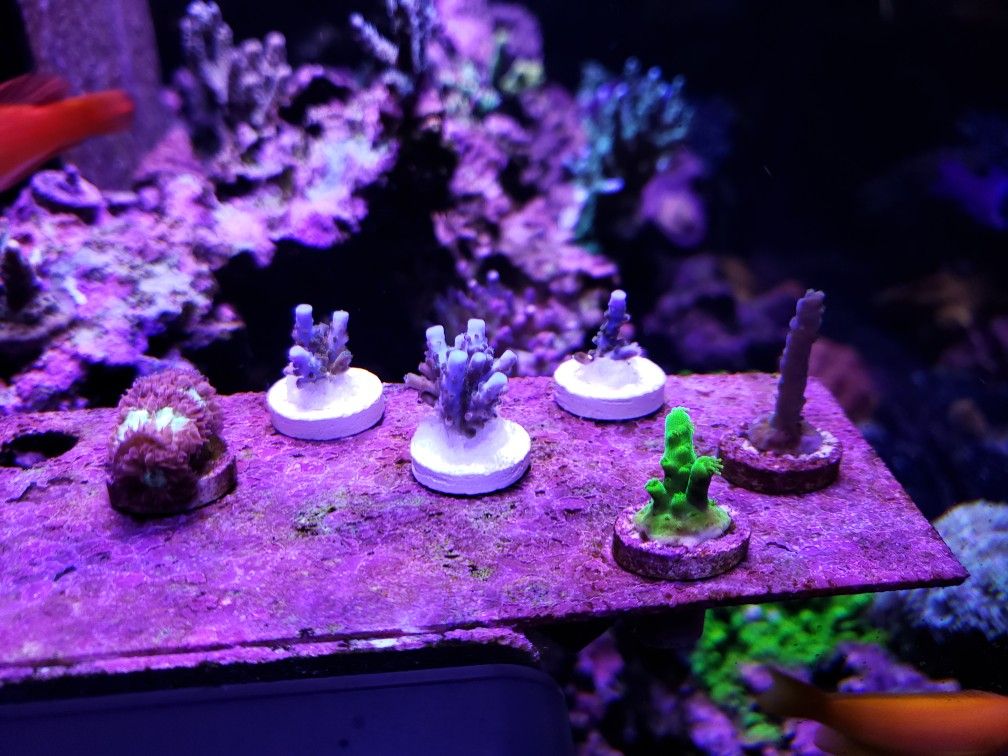 Sps coral frags Blasto