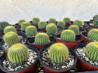 Cactus 4$ each