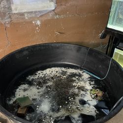 250 Gallon Pond