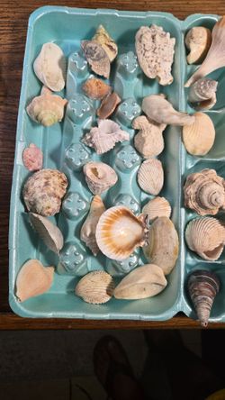 Rare Seashells