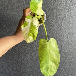 Philodendron Jose Buono