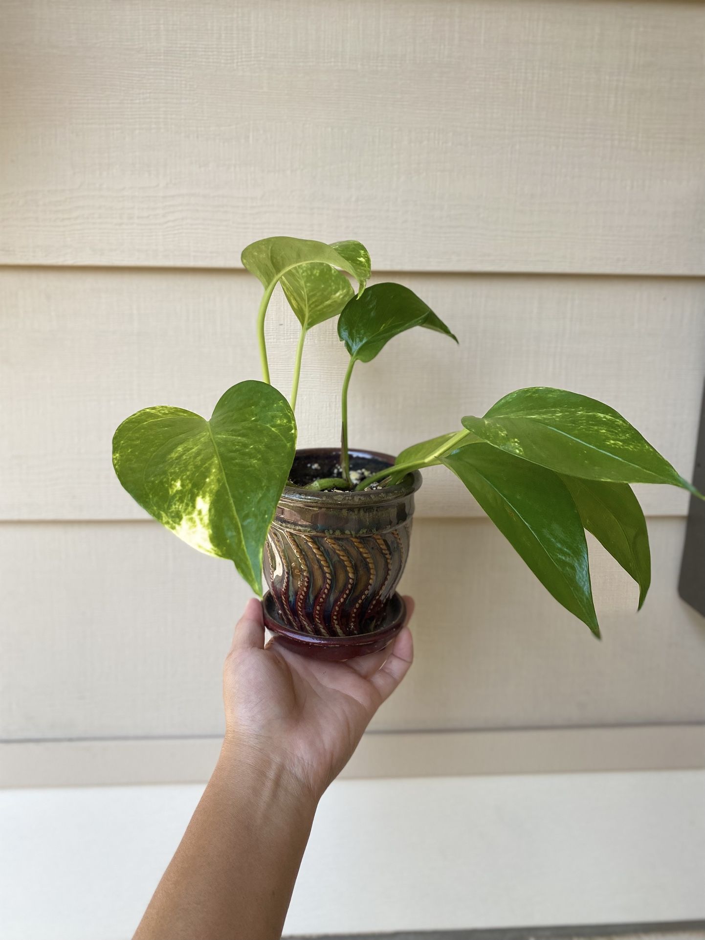 Pothos In 4” Ceramic Pot